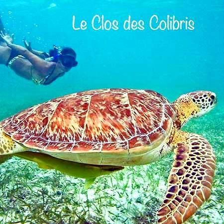 Lodge Colibris Piscine Privee Vue Panoramique Mer Et Montagne Pelee , 500 M Plage Dans Un Parc , Calme Assure Ideal Pour Decouvrir Le Nord Caraibes 르 카르베 외부 사진