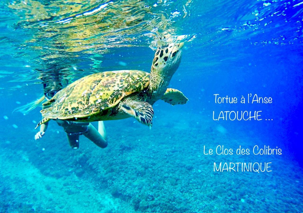 Lodge Colibris Piscine Privee Vue Panoramique Mer Et Montagne Pelee , 500 M Plage Dans Un Parc , Calme Assure Ideal Pour Decouvrir Le Nord Caraibes 르 카르베 외부 사진