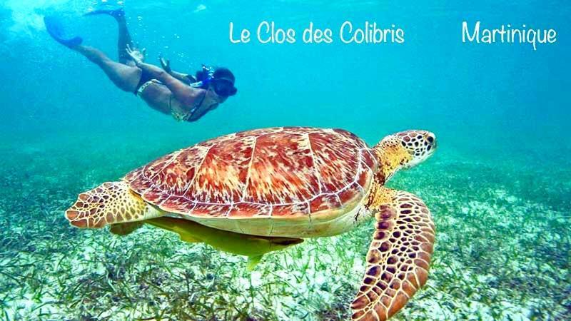 Lodge Colibris Piscine Privee Vue Panoramique Mer Et Montagne Pelee , 500 M Plage Dans Un Parc , Calme Assure Ideal Pour Decouvrir Le Nord Caraibes 르 카르베 외부 사진